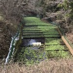 滝口わさび園 - 