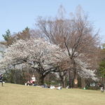 SEN YO - 蚕糸の森公園の桜
