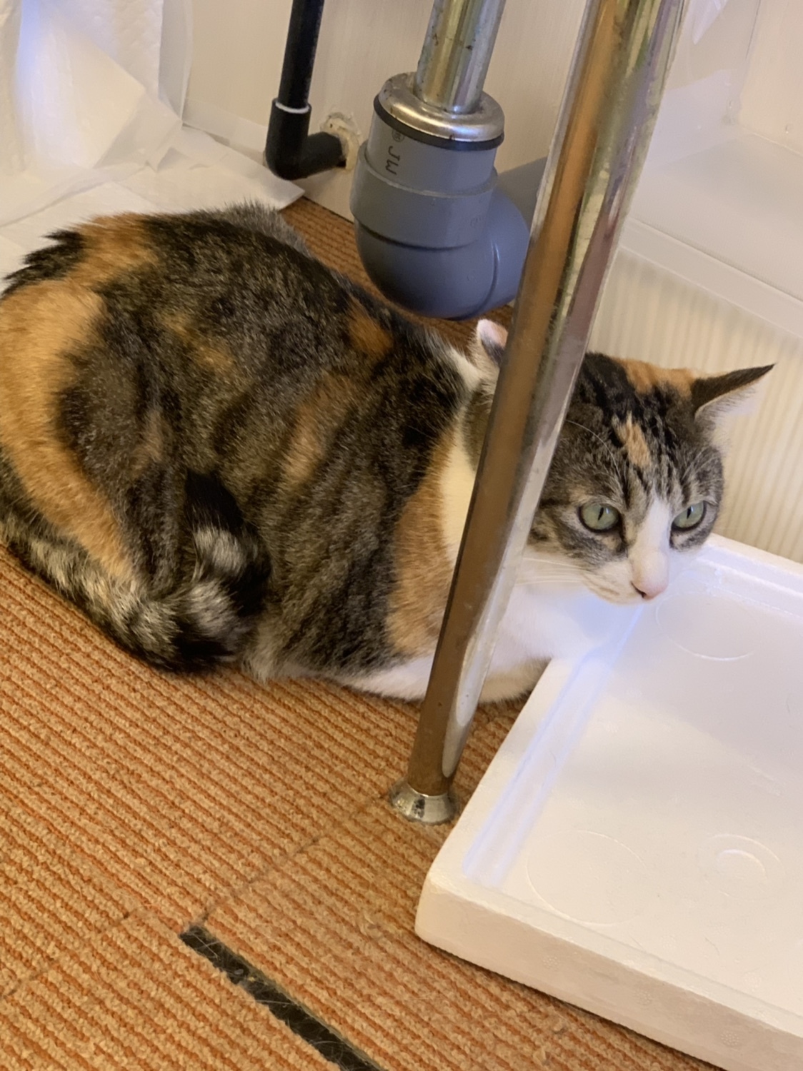 その他写真 閉店 猫まるカフェ East 錦糸町 その他 食べログ その他写真 閉店 猫まるカフェ East 錦糸町 その他 食べログ