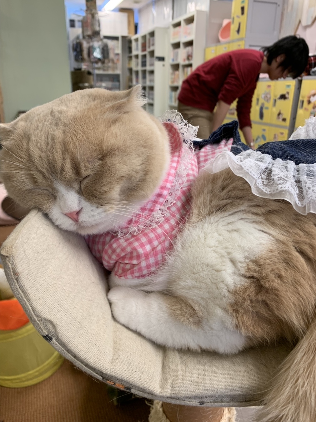 その他写真 閉店 猫まるカフェ East 錦糸町 その他 食べログ その他写真 閉店 猫まるカフェ East 錦糸町 その他 食べログ