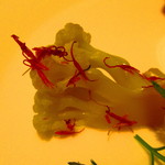 黄鶴 - ランチ　調理長おすすめコース　４５００円（税込）前菜四種盛り合わせのアップ【２０１９年３月】