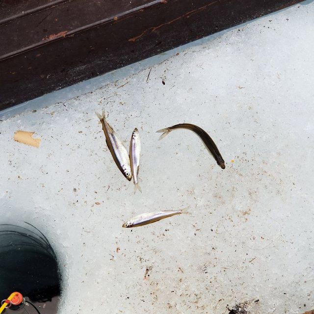 食事処 海兵 - 釧路市その他（揚げ物）の写真