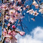 Marunouchi dhindon - 近所に咲いた三春の滝桜の子孫^_^