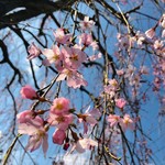 Marunouchi dhindon - 近所に咲いた三春の滝桜の子孫^_^