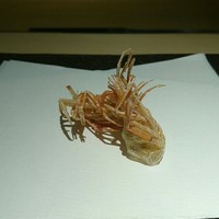 天ぷらあら木 - 