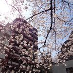 ラーメン二郎 - 八ツ山公園桜