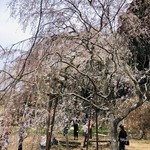 やよい軒 - 奥山田のしだれ桜