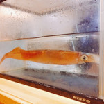 烏賊食堂 - イカさん元気！