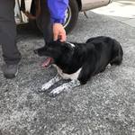 ピッザピッザピッザ - 