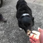 ピッザピッザピッザ - 