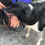 ピッザピッザピッザ - 