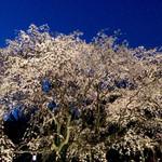 カフェ・ポート・ブルックリン - 六義園のライトアップされた枝垂れ桜