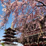カフェ ウィ - 浅草寺の五重塔、宝蔵門と桜