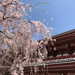 CAFE W.E - 宝蔵門と桜
