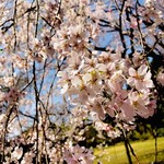 Noda Shuumai Ten - 六義園の枝垂れ桜