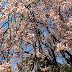 Noda Shuumai Ten - 六義園の枝垂れ桜