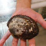 鮨松榮 - 赤貝 山口県産