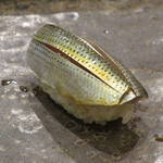 小判寿司 - 有明海産こはだ