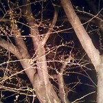 吾助 - 夜桜巡回。後１週間かな！