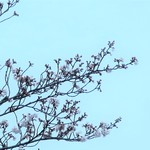 ラーメン二郎 - 桜がいい感じに