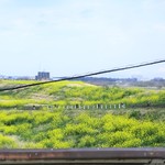 ラーメン二郎 - 菜の花もいい感じ