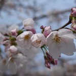 萩乃茶屋 - 当日の桜