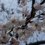 萩乃茶屋 - 当日の桜
