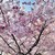 麹町カフェ - 国立劇場の桜1