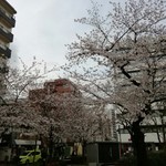 ヴェネツィア酒場 Ombra - 柳田公園の桜