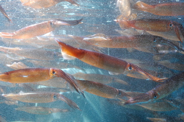 はこだて ふさや 大門店