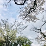 The Garden - ファサードの坂道の桜
