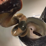 居酒屋 城月 - がんがら