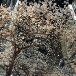 鰻はし本 - 桜通りの桜