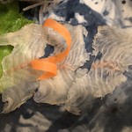 鰻はし本 - 鰻刺し