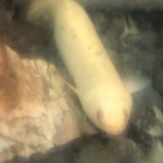 鰻はし本 - 池神様