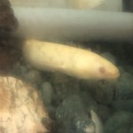 鰻はし本 - 池神様