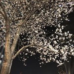 鰻はし本 - 夜桜