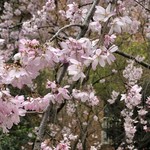 ツッカベッカライ カヤヌマ - 乃木神社のしだれ桜
