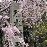 ツッカベッカライ カヤヌマ - 乃木神社のしだれ桜