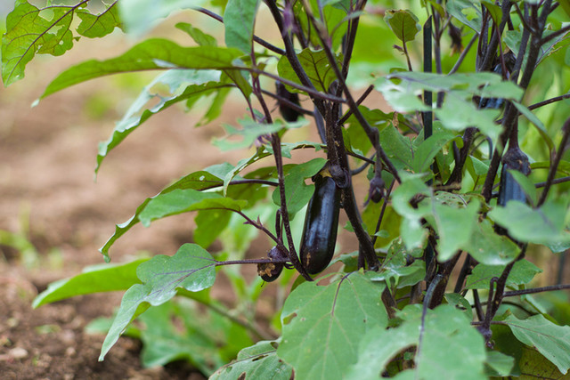 HATAKE STYLE 上山本店（【旧店名】ハタケカフェ） - 羽前中山（カフェ）の写真