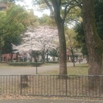 コトブキ亭 - 大通り公園は、一足先に桜が咲きます