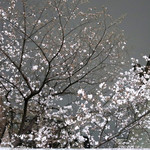 Purego - 麻布十番の夜桜