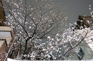 Purego - 麻布十番の夜桜