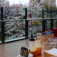 トラットリア グランボッカ - 目の前が桜な特等席