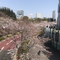 ハルヤマシタ 東京本店 - 
