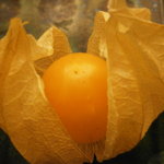 日本料理 晴山 - 盛合せ　ホオズキトマト　開いてアップ