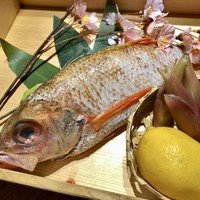 のどぐろ専門 銀座 中俣 - 500g超の長崎県対馬産ののどぐろ