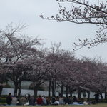 熟成肉LAB DA★BUTCHERS - 宝野公園の花見風景