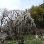 熟成肉LAB DA★BUTCHERS - 鶴巻西公園の枝垂桜