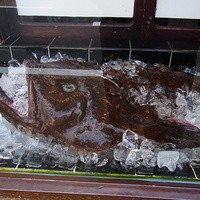 いせ源 - 店頭には本物の鮟鱇が